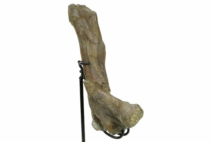 Fossil Hadrosaur (Maiasaura) Partial Femur w/ Stand - Montana #379910